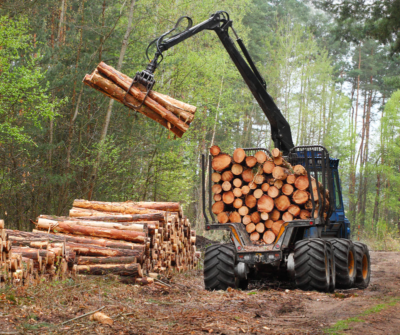 Harvesting wood